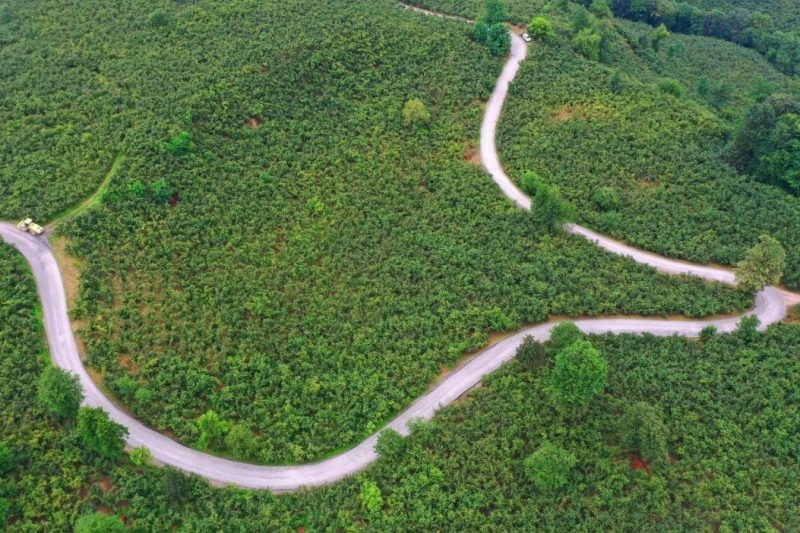 Ordu'nun Ulubey İlçesinde 7 Kilometrelik Grup Yolu Asfaltla Buluştu