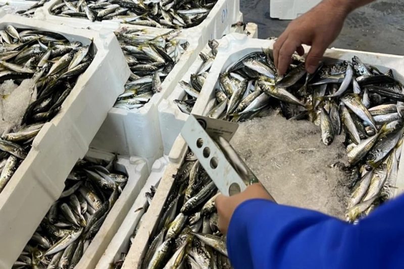 İzmir'de Balık Hali Denetimleri Sonucu 241 Kilo Su Ürünlerine El Konuldu