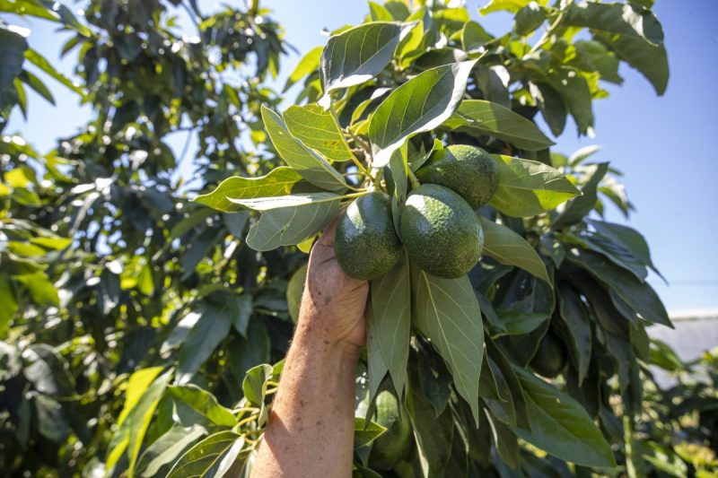 Mersin'de Avokado Üretimi Destekleniyor, Çiftçinin Geliri Artıyor