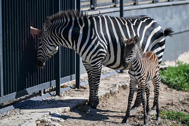 Atatürk Çocukları ve Doğal Yaşam Parkı'na Yavru Zebra Katıldı, Hayvan Sayısı 584'e Ulaştı