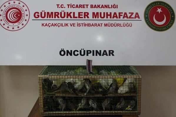 Gümrük Muhafaza'dan Kaçakçılığa Büyük Darbe: 2026'da 58 Bin 519 Canlı Hayvan Ele Geçirildi
